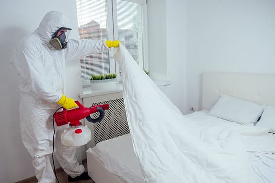 Bed Bug Pest Control