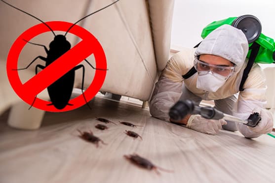 PCockroach Pest Control