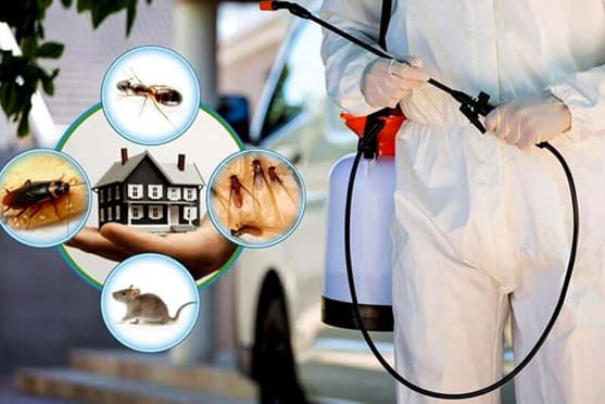 Pest Control Baniyas