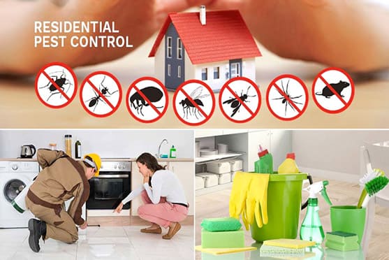 Pest Control Abudhabi