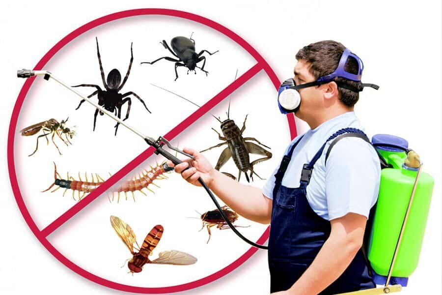 Pest Control Services